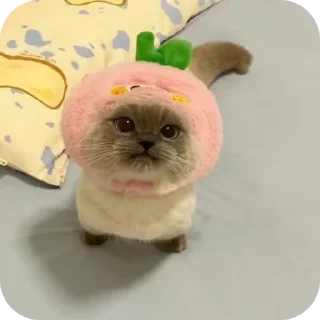 🧵 emoji Kitty Telegram sticker 10 of 11