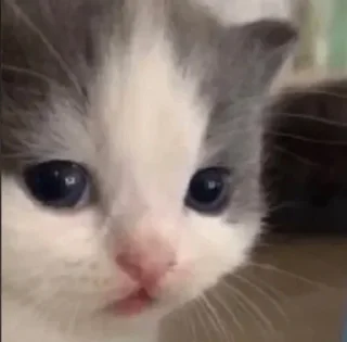 🥺 emoji мы Telegram sticker 12 of 49