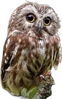 🌟 emoji Совиное настроение Telegram sticker 24 of 44