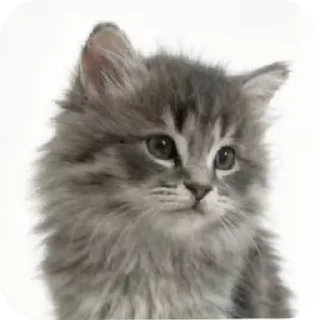🐱 emoji кисики Telegram sticker 22 of 33