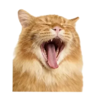 🐱 emoji кисики Telegram sticker 16 of 33