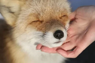 🥰 emoji Лисички✨💖 Telegram sticker 12 of 29