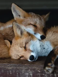 💋 emoji Лисички✨💖 Telegram sticker 14 of 29