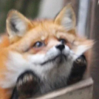 🌟 emoji Лисиськи Telegram sticker 19 of 23
