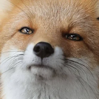 🌟 emoji Лисиськи Telegram sticker 23 of 23