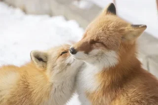 😘 emoji Лисички✨💖 Telegram sticker 16 of 29