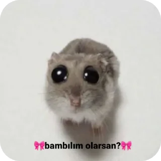 🐱 emoji israfilin çiftliği🐢 pack by @QuotLyBot Telegram sticker 15 of 85