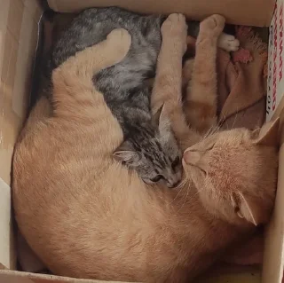 Sticker from Коти-бобри
