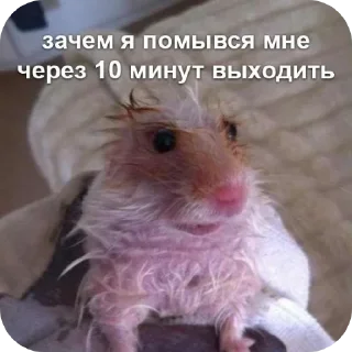 🐱 emoji Просто Telegram sticker 7 of 56