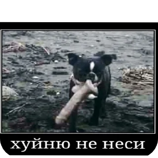 🐶 emoji Просто Telegram sticker 20 of 56