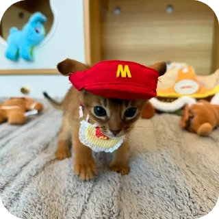 🐱 emoji Просто Telegram sticker 13 of 56