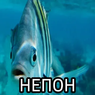 Sticker from Пон