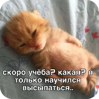 🐱 emoji † Telegram sticker 6 of 15