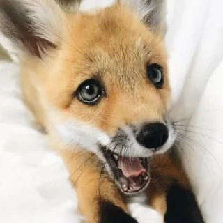 😲 emoji Foxes Telegram sticker 16 of 33