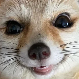Sticker from Foxes