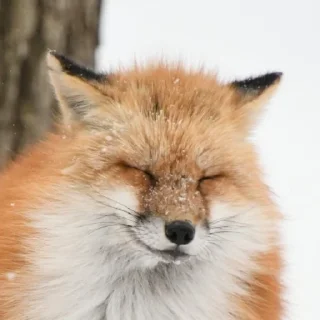 😌 emoji Foxes Telegram sticker 12 of 33