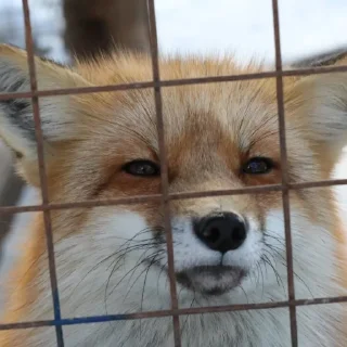 🫥 emoji Foxes Telegram sticker 10 of 33