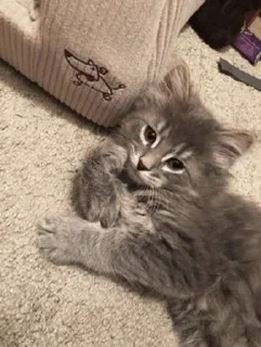 Sticker from мяу