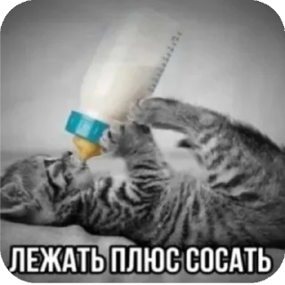 Sticker from Котики