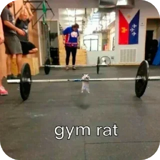 Sticker from gym rat
