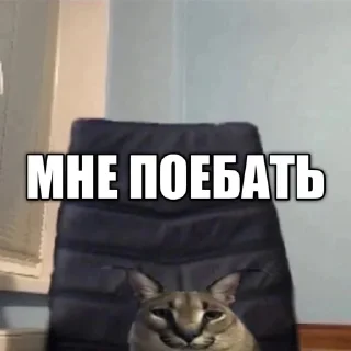 Sticker from @sqeay лучший ёж