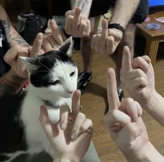 🖕 emoji wwwris Telegram sticker 18 of 42