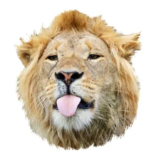 😛 emoji Lion life Telegram sticker 22 of 27