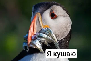 🌟 emoji Ебаные птицы Telegram sticker 19 of 58
