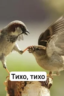 🌟 emoji Ебаные птицы Telegram sticker 18 of 58