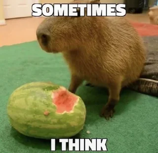 Sticker from capybara