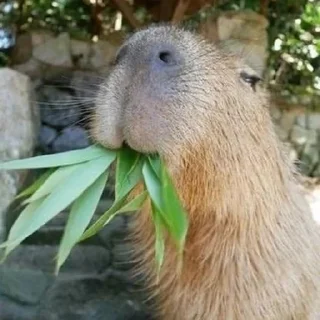 🍱 emoji CapyBara Telegram sticker 11 of 44
