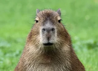 😐 emoji Capybara Telegram sticker 7 of 16
