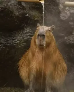 🚿 emoji capybara) Telegram sticker 10 of 48