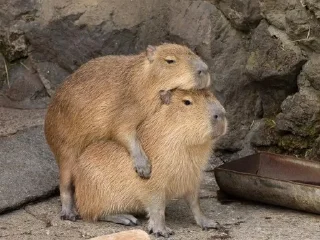 🫂 emoji capybara Telegram sticker 20 of 50
