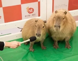 🎤 emoji capybara Telegram sticker 8 of 50