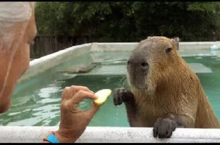 🍎 emoji Capybara Telegram sticker 11 of 16