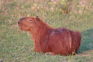 😐 emoji Capybara Telegram sticker 5 of 16
