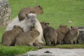 👩‍👩‍👦 emoji Capybara Telegram sticker 10 of 16