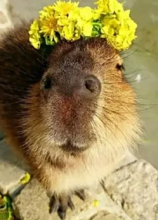 Sticker from capybara)