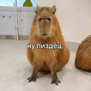 🙄 emoji CapyBara Telegram sticker 23 of 44