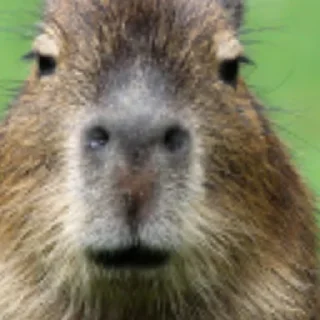 🤨 emoji Capybara Telegram sticker 8 of 11