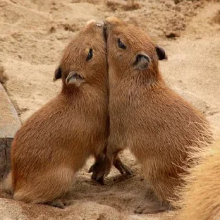 ❤️ emoji CapyBara Telegram sticker 24 of 44