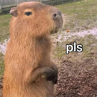 🙏 emoji CapyBara Telegram sticker 6 of 44