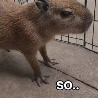 🤔 emoji CapyBara Telegram sticker 19 of 44