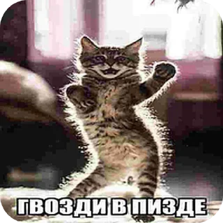 🐱 emoji Кот хуйлоп ➡️ @Ctikerubot Telegram sticker 22 of 64