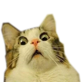 🐱 emoji Кот хуйлоп ➡️ @Ctikerubot Telegram sticker 7 of 64