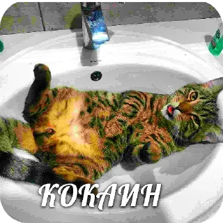 🐱 emoji Кот хуйлоп ➡️ @Ctikerubot Telegram sticker 13 of 64