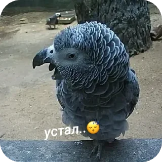 🐦 emoji Самые милые на свете попугаи жако и их друзья Telegram sticker 17 of 88