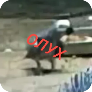 🐦 emoji Самые милые на свете попугаи жако и их друзья Telegram sticker 18 of 88