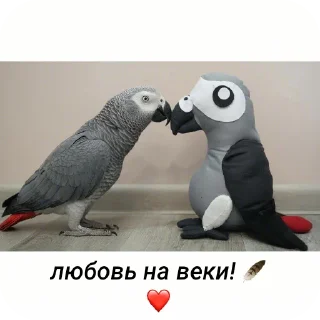 🐦 emoji Самые милые на свете попугаи жако и их друзья Telegram sticker 14 of 88